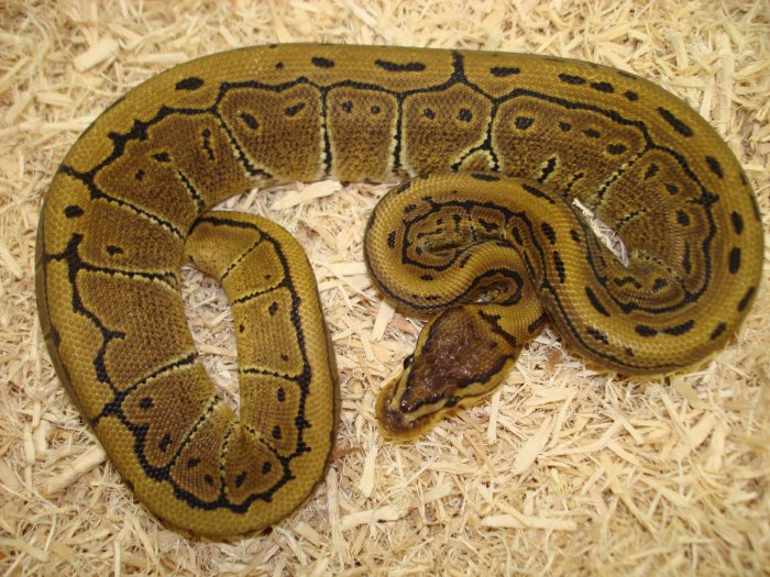 Pinstripe Female