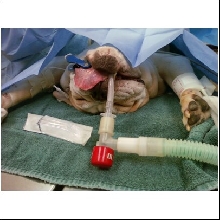 English Bulldog in surgery