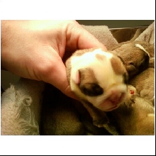 English Bulldog puppy