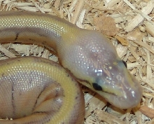 C&C Reptiles Super Blast Head shot