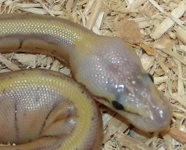 C&C Reptiles Super Blast Head shot