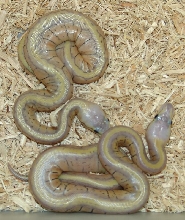 C&C Reptiles Super Blast's!