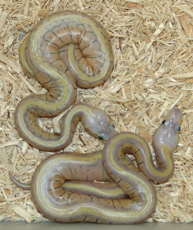C&C Reptiles Super Blast's!