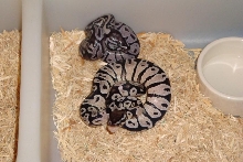 Lemon Pastel VPI Axanthic