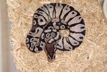 Lemon Pastel VPI Axanthic