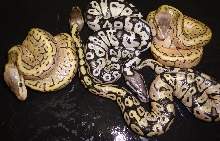 Pastel Axanthic Group