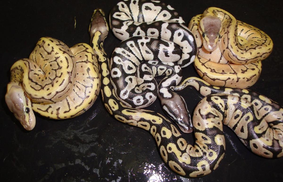 Pastel Axanthic Group