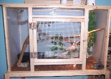 lizards cage