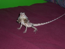 frilled lizard