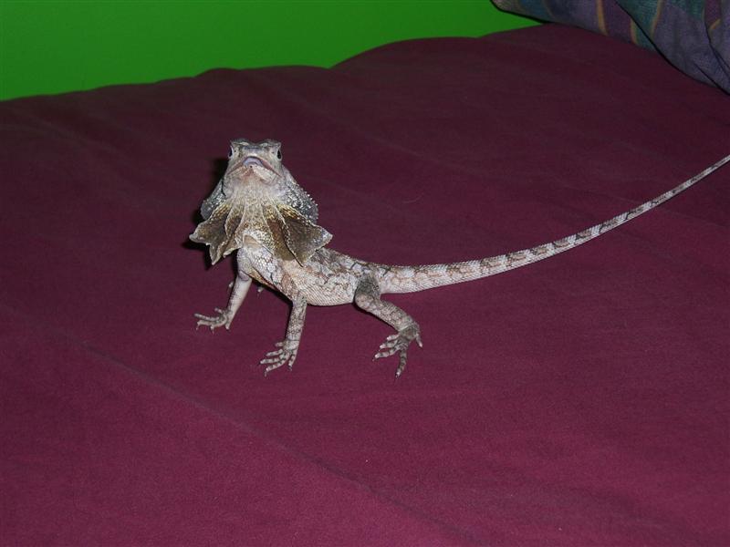frilled lizard