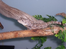 My Frilled Lizard