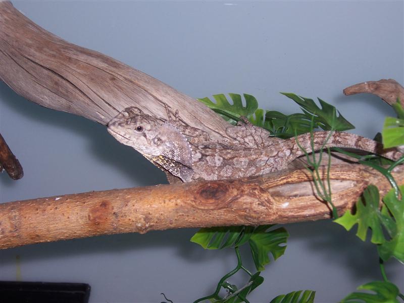 My Frilled Lizard