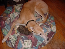 Griffin relaxing
