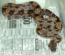 motley
