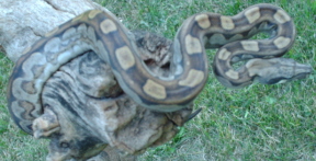 Motley