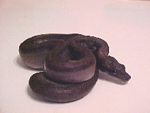 Super Motley male