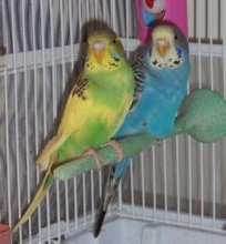 Pucker and Skye