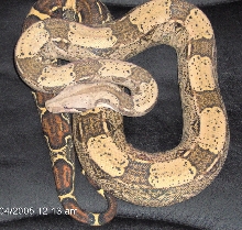 Het Albino