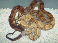 Arabesque/motley