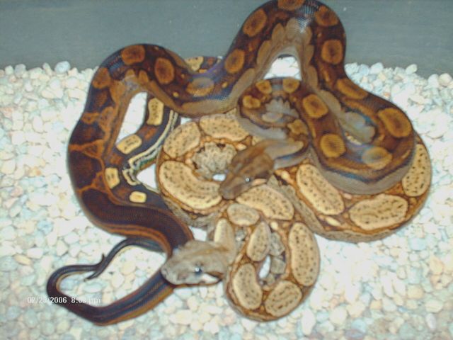 Arabesque/motley