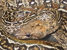 Leopard boa