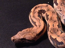 Dumerils Boa