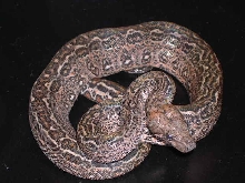 Leopard boa