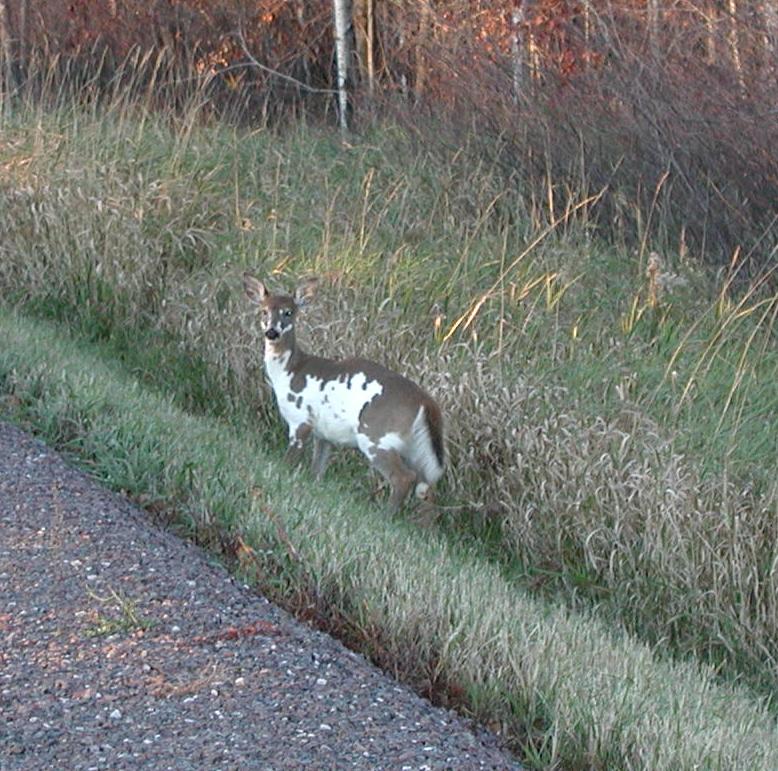 Pied Deer