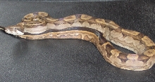 C.A. line Motley Het T Pos.