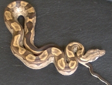 Motley het T pos.