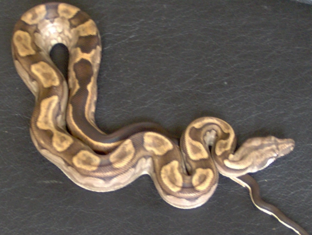 Motley het T pos.