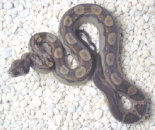 CA line motley het Tpos
