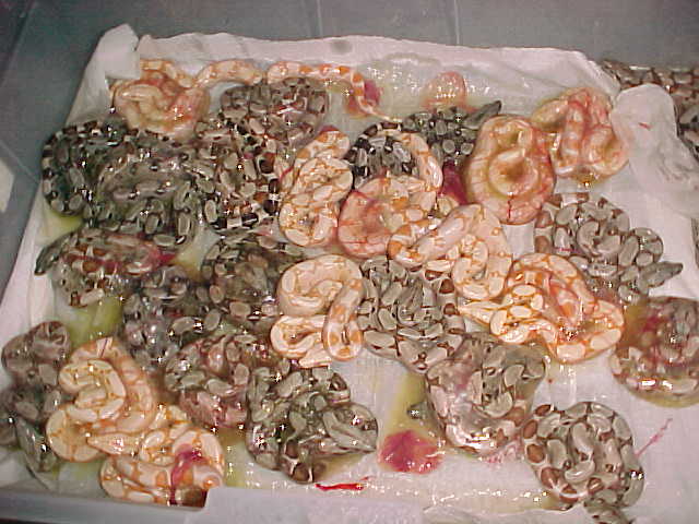 Sunglow litter