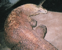 Playing with Komodo