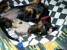Cookie & Smokey(DumDum)