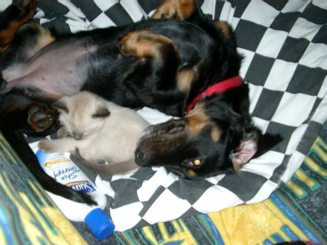 Cookie & Smokey(DumDum)