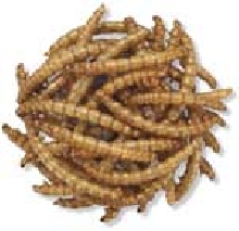 Mealie Snax Mealworms