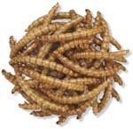 Mealie Snax Mealworms