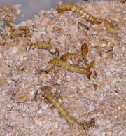 mealworms in bedding