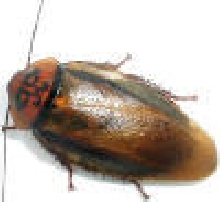 orange head roach