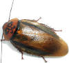 orange head roach
