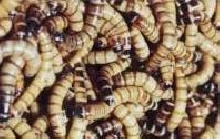 New Superworm Group