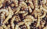 New Superworm Group