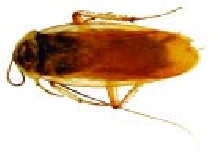Turkistan roach male