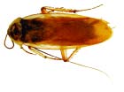 Turkistan roach male