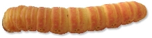 butterworm