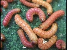 butterworms group
