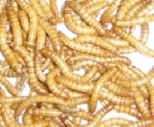 mini mealworm group
