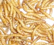 mini mealworm group