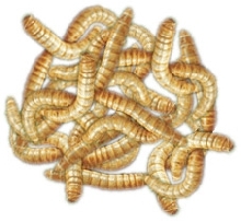 giant mealworms group